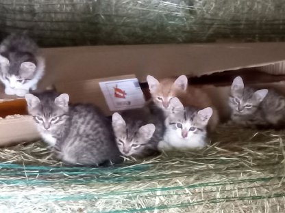 Katzenkinder