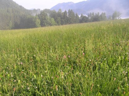 Bild 2:Grassilage-Rundballen 31 Stk.