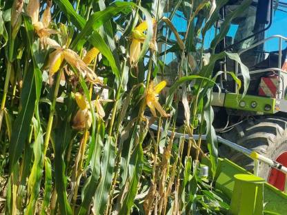 Bild 2:Maisballen Ernte 2025