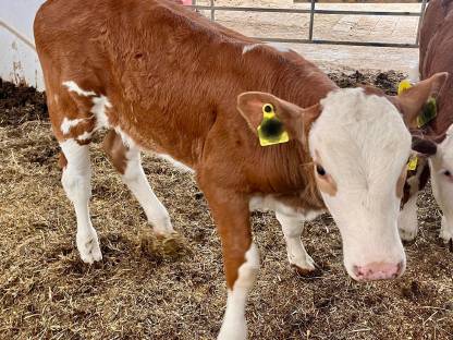 Fleckviehkalb zu verkaufen – stark und gesund
