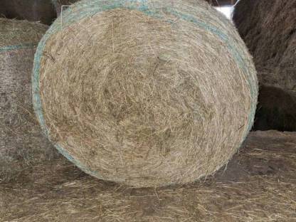 Bild 4:Heu Heuballen Rundballen Ernte 2024