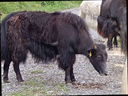 Bild 3:Yak Rinder zu verkaufen