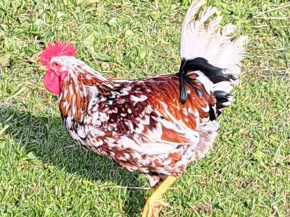 Wunderschöner Hahn, Rasse Blumenhuhn, Blumenhahn