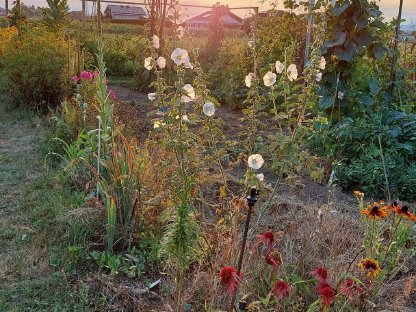 Bild 2:Acker/Wiese für Gartenflächen (Klagenfurt u. Umgebung)