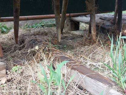 Bild 5:Vogel und Not Kreiselegge