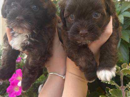 Bild 9:Bollipoo-Welpen und Toypudel mit Ahnentafel