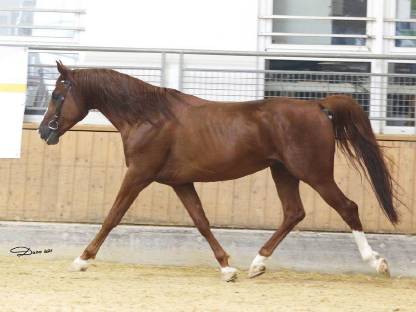 Bild 3:Bastello - fuchsfarbener Hengst mit guten Grundgangarten