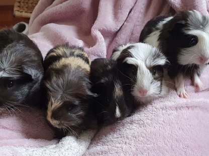 Flauschige Meerschweinchen-Babies