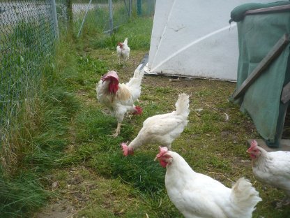 Bild 6:Bio-Althennen zum Weiterlegen