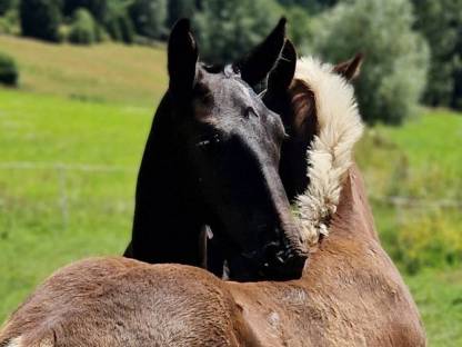 Bild 3:Noriker Hengstfohlen Ernesto
