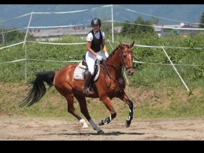 Warmblut Wallach Bam Bam