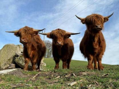 Bild 5:Hochlandrinder Kalbinnen
