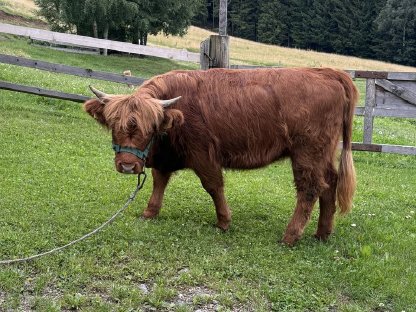 Bild 2:BIO Hochlandrinder Kalbin