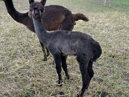 Alpaka Stuten, Jungstute, Zuchttier grau