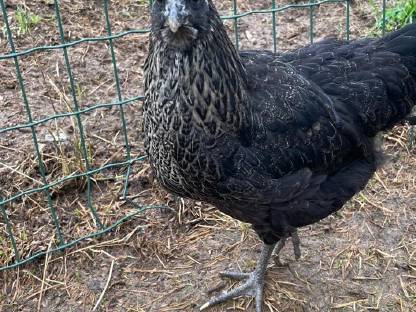 Bild 9:Rasse-Mix Junghennen