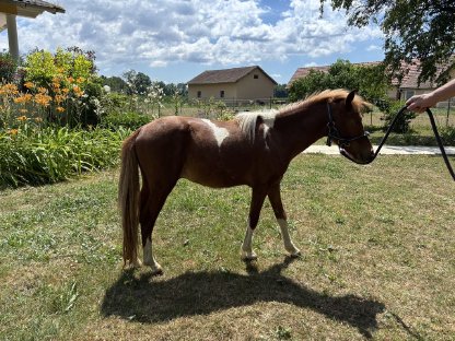 Bild 3:AMHA Hengst, 16 Monate alt