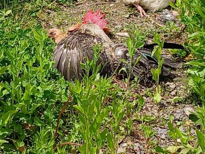 Bild 5:Verschiedene Gockel