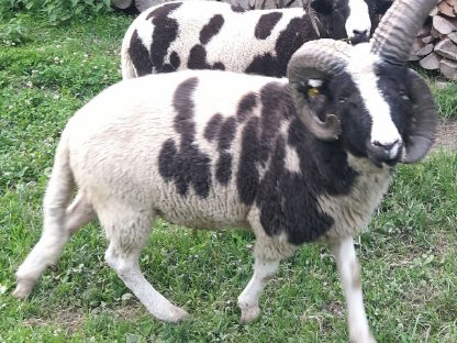 Bild 2:Vierhornwidder, Jakobs-Widder