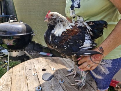Bild 6:Deutsches Lachshuhn/Hähne