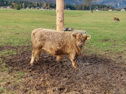 Suche 4 Galloway Ochsen oder Färsen