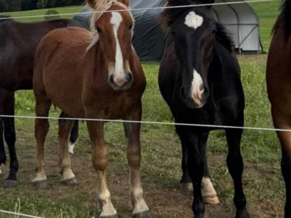2 Noriker Hengst Jährlinge