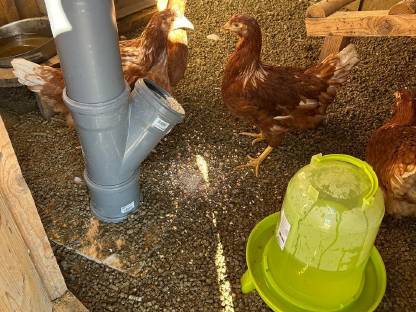 Bild 2:Hühnerwald Einstreupellets