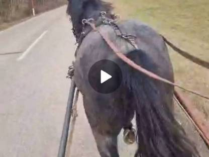 Bild 9:Noriker Gespann ein- und zweispännig