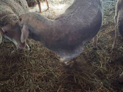 Merino schafbock
