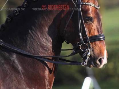 Bild 5:Grand Prix siegreicher Dressurhengst - Deckanzeige