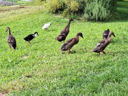 Bild 2:Laufenten zu verkaufen