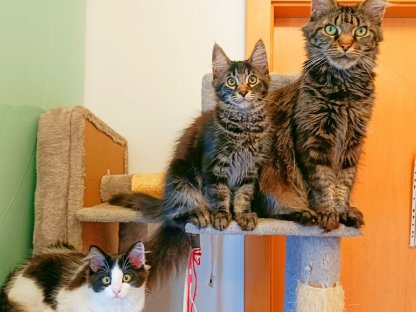 Bild 6:Maine Coon Babys