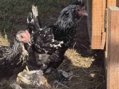 Bild 2:Cemani, Pawlovska, großer Phönix Küken