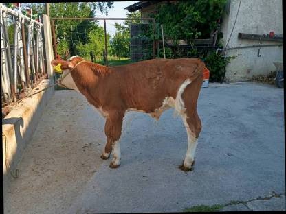 Fleckvieh Stier
