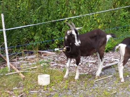 Bild 2:Verkaufe junge Bündner Strahlenziege