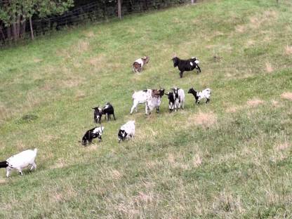 Bild 2:Zwergziegen und Zwergziegenböcke