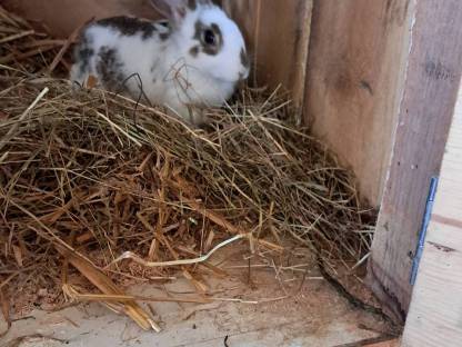 Kaninchen Rammler