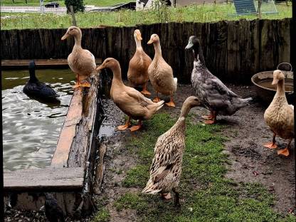 Bild 5:Enten zu vergeben