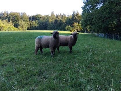Shropshire Zuchtwidder