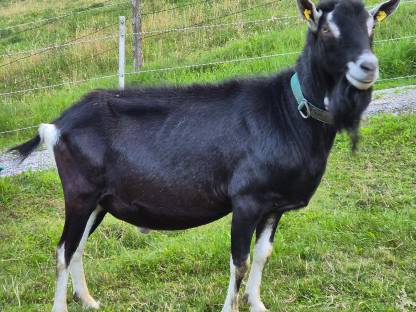 Bündner Strahlenziegenbock