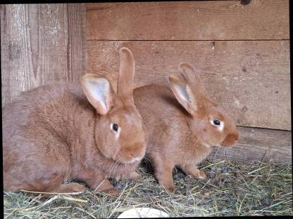 Bild 2:Rote Neuseeländer Kaninchen