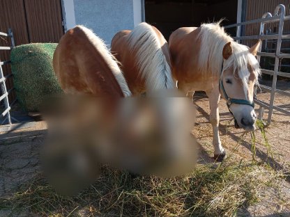 Haflinger Wallach
