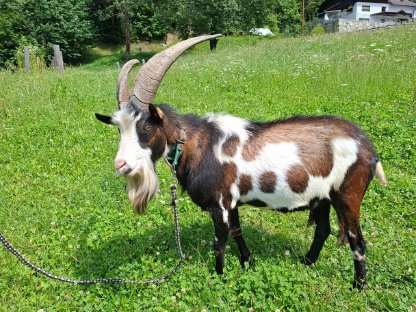 Bild 2:Tauernscheckenbock Grisu 1b zu verkaufen