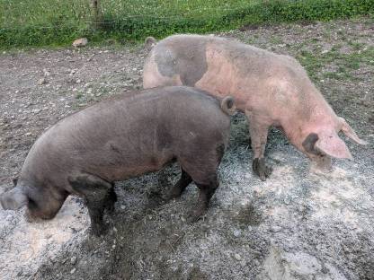 Bild 2:Schlachtschweine