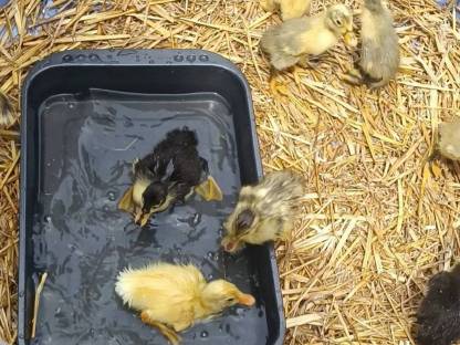 Bild 4:Laufenten Küken