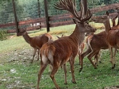 Bild 4:Kapital Rotwild Hirsche