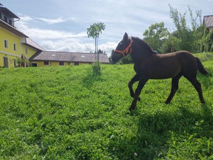 Bild 4:Norikerstutfohlen