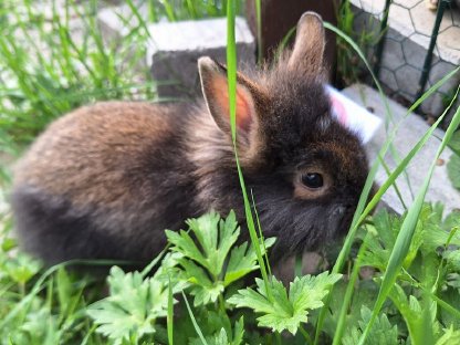Bild 9:Junge, schöne Zwergkaninchen günstig abzugeben