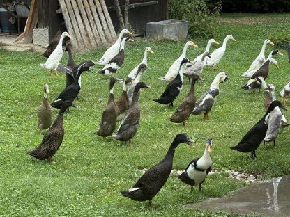 Bild 2:Laufenten aus Freilandhaltung