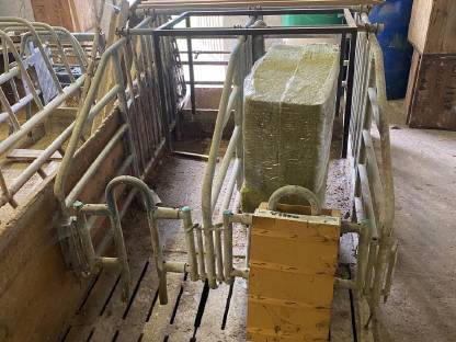 Bild 2:Schweineaufstallung