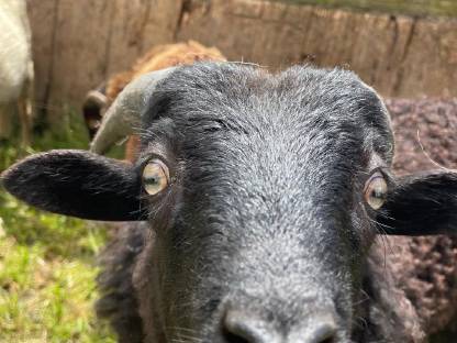 Bild 8:Ouessantschaf Widder